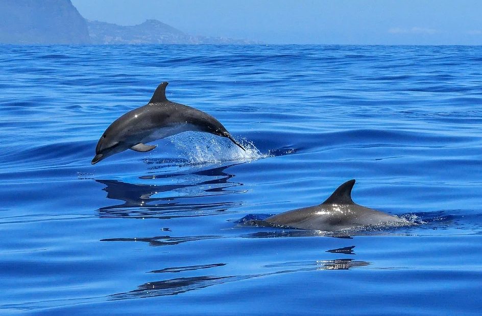 nager avec des dauphins en france